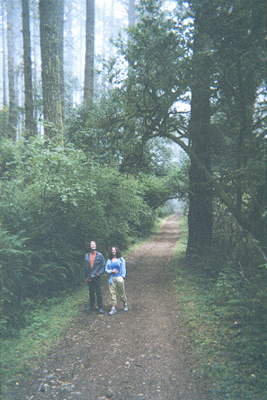 A nice forest path